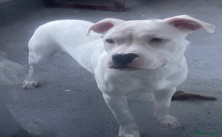 Mixed Breed dogs - Advert 1