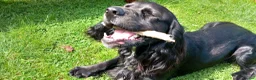 Sprocker dogs for stud: Outstanding Black Sprocker Spaniel for Stud in Yeovil - Advert 10