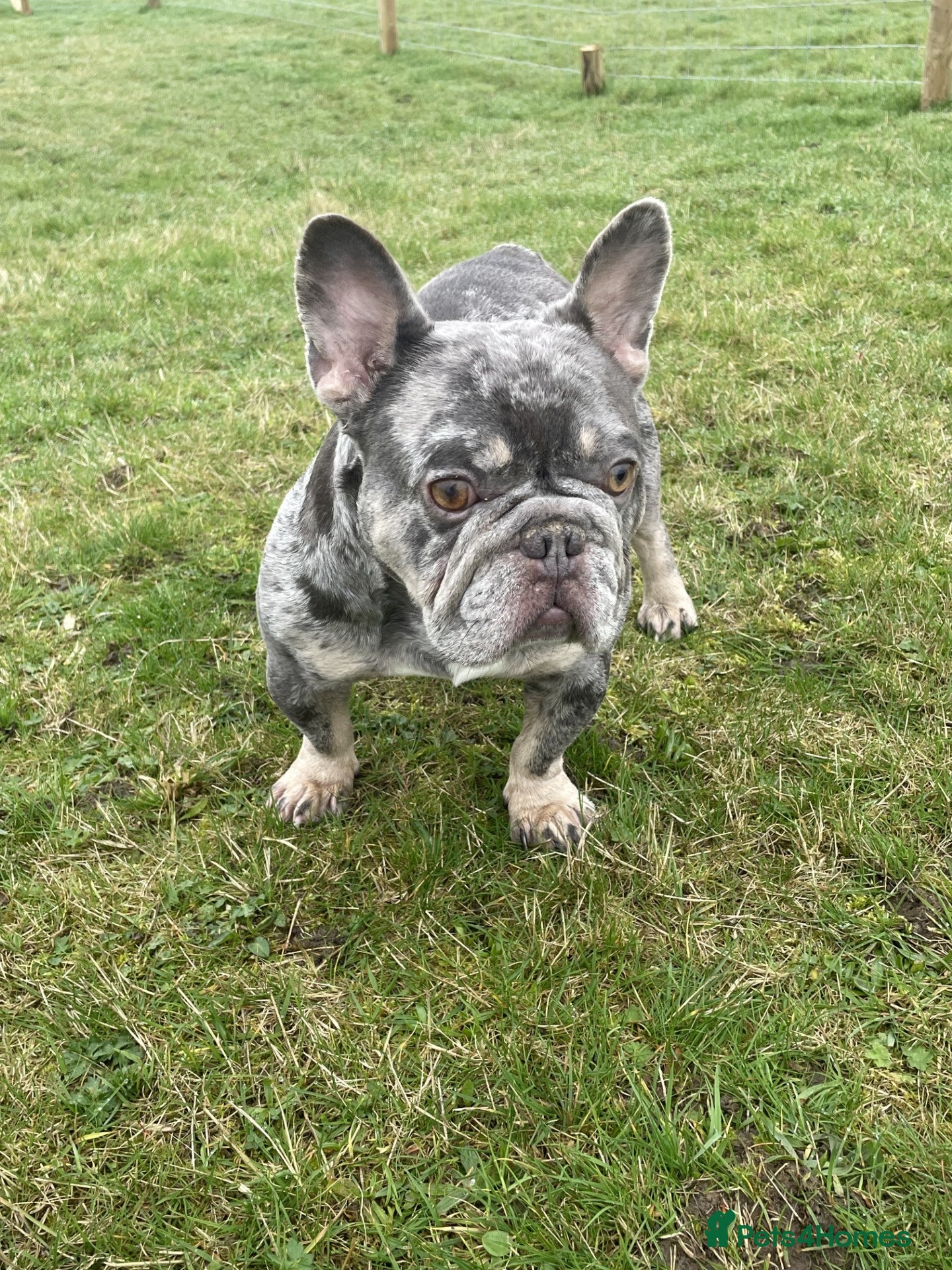 French Bulldog dogs Father&son duo for stud - Advert 7