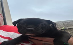 Olde English Bulldogge dogs for sale: Absolutely stunning puppy - Image 2