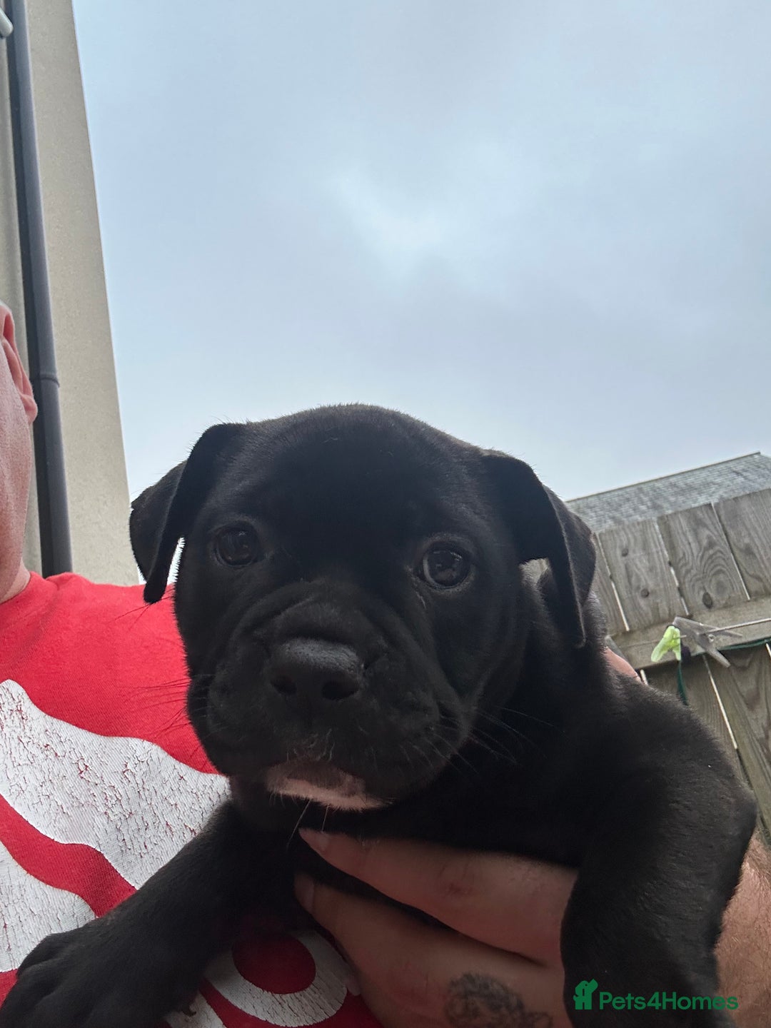 Olde English Bulldogge dogs for sale: Absolutely stunning puppy - Image 2