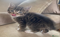 Mixed Breed cats for sale: Beautiful kittens - Image 8