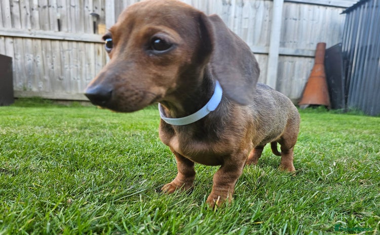 Dachshund dogs - Advert 2