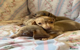 Miniature Dachshund dogs for sale: miniature dash hound puppys  - Advert 18