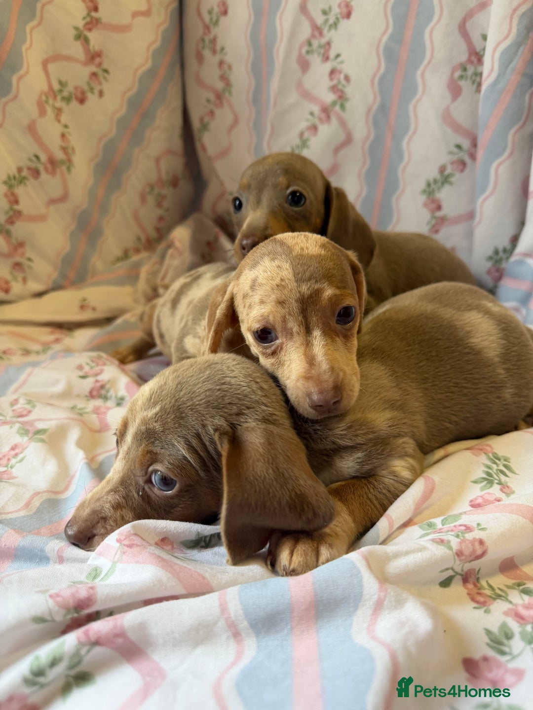 Miniature Dachshund dogs for sale: miniature dash hound puppys  - Advert 18