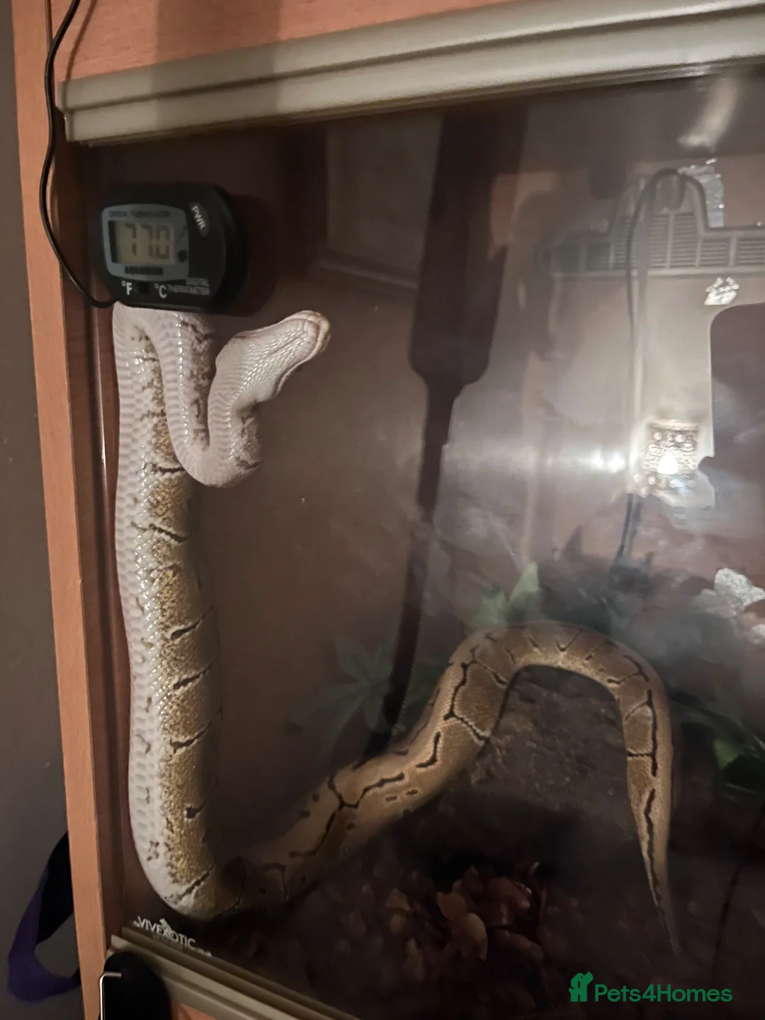 Python Snake reptiles for sale: Pinstripe spotnose or chocolate - Advert 3