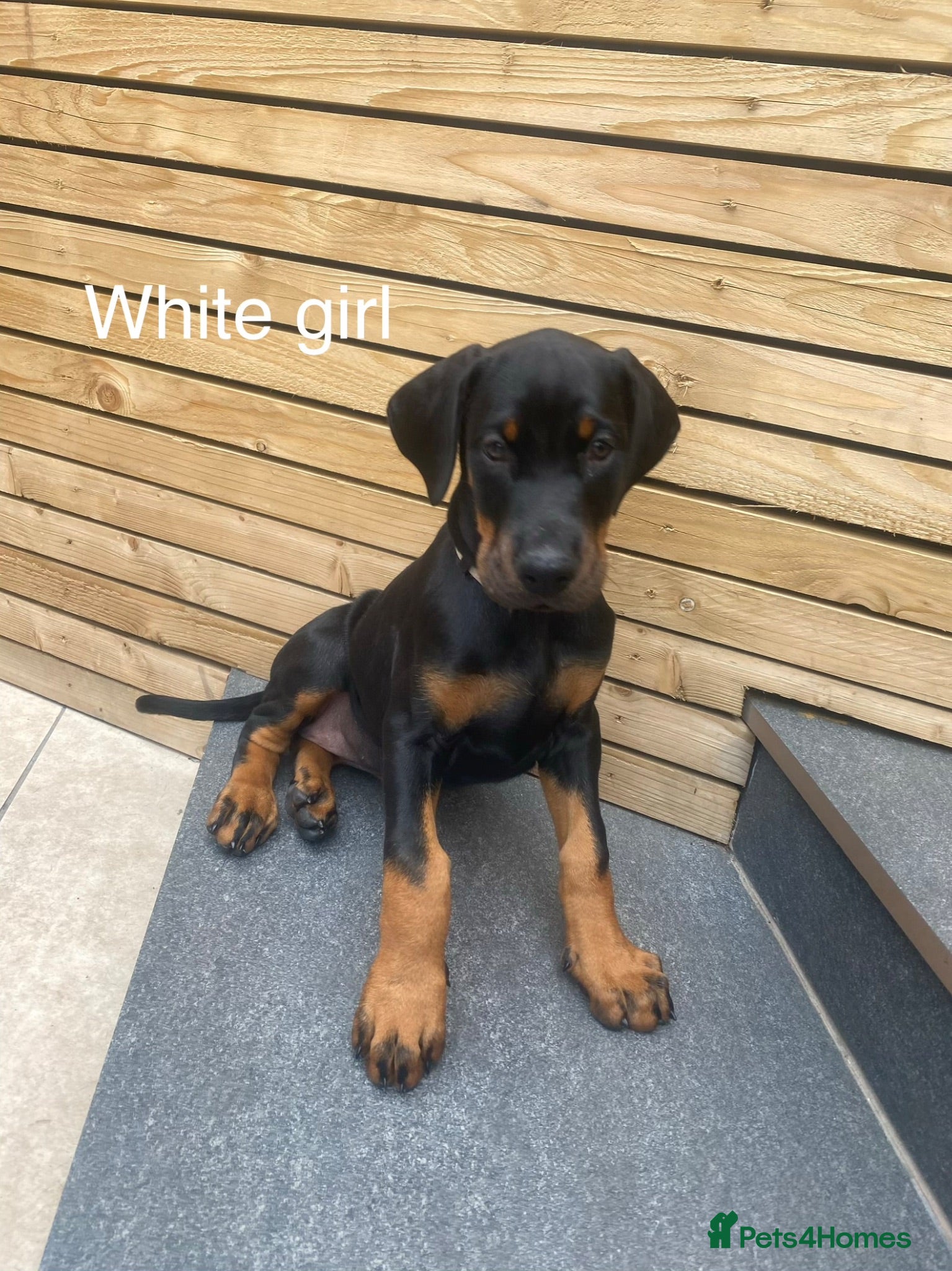 Dobermann dogs * 1 girl Doberman puppy ready to go * - Advert 12