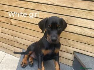 Dobermann dogs * 1 girl Doberman puppy ready to go * - Advert 12