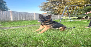 German Shepherd dogs - Advert 3