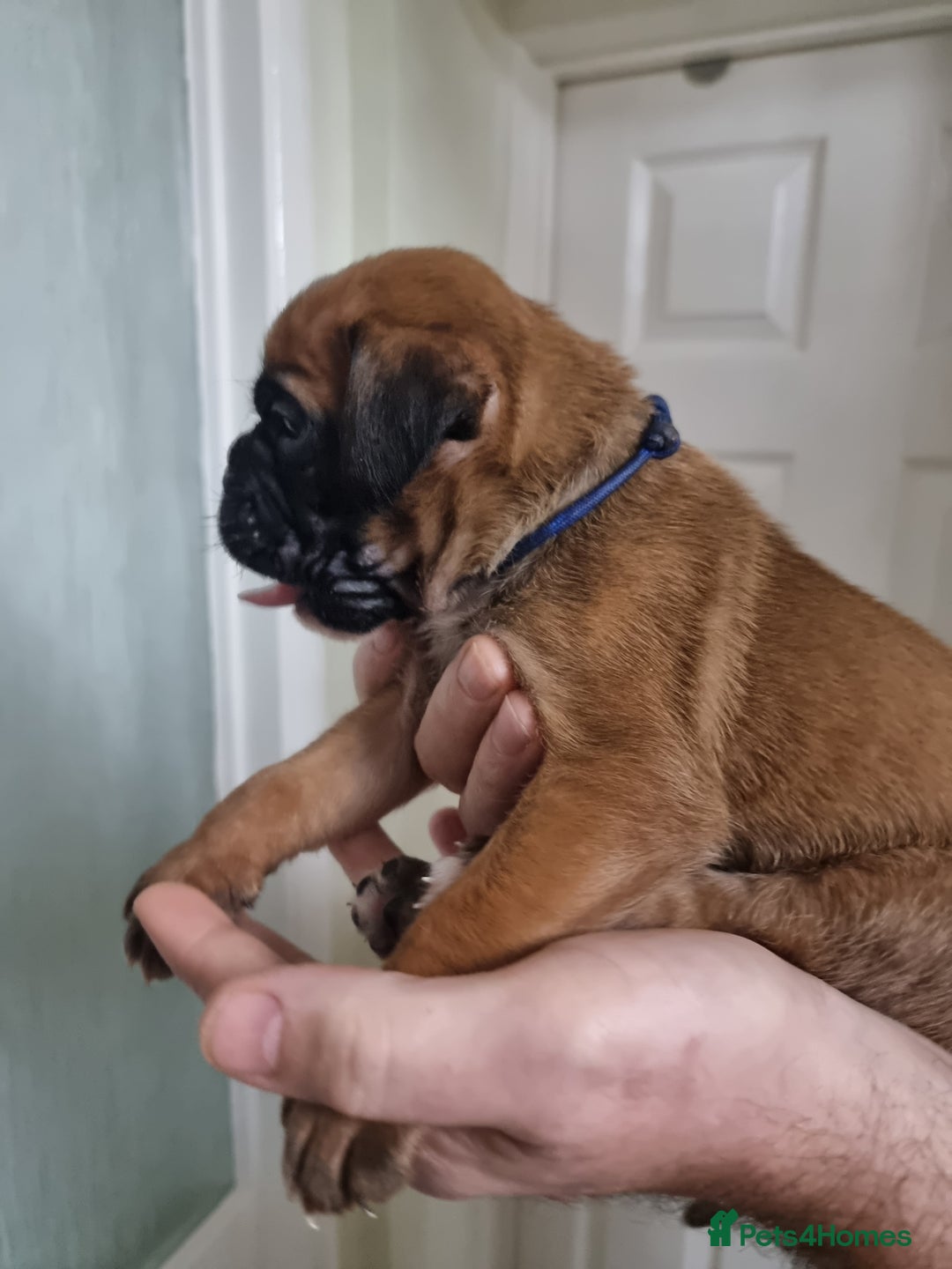Boxer dogs for sale: Stunning Boxer Puppies  - Advert 12