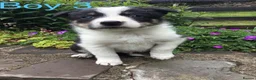 Border Collie dogs for sale: 6 Adorable Border Collie Puppies  in Brecon - Advert 8