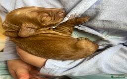 Cockapoo dogs for sale: Beautiful cockerpoo puppies  - Image 11