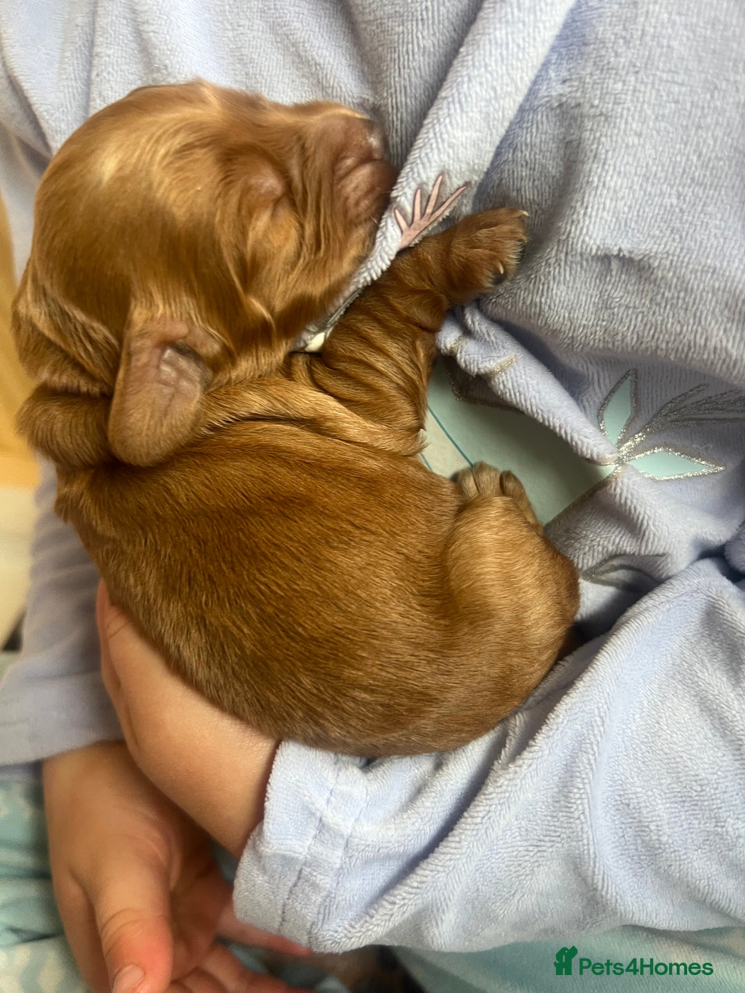 Cockapoo dogs for sale: Beautiful cockerpoo puppies  - Image 11