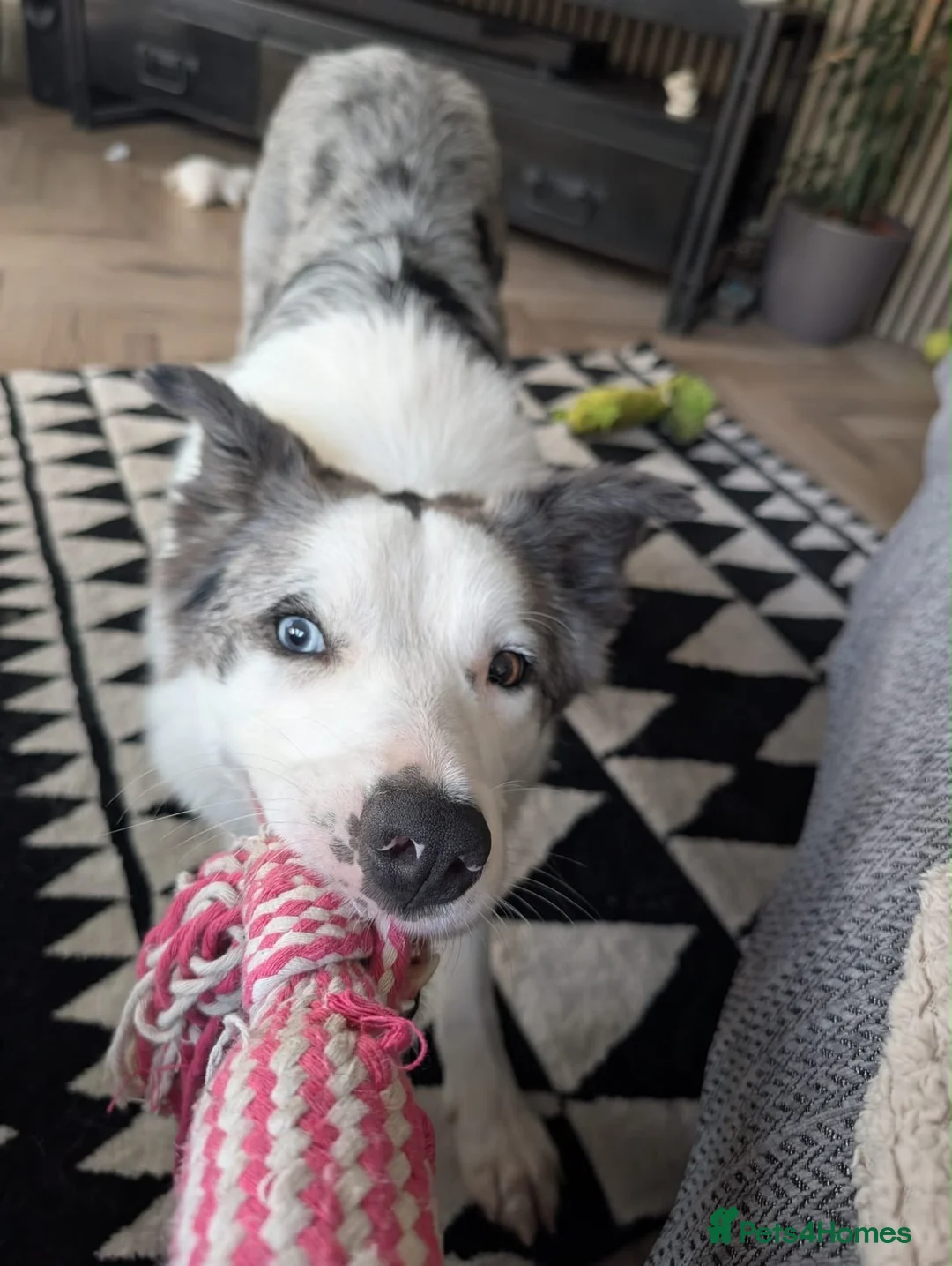 Mixed Breed dogs for adoption: 💙🐶 STRIKE – A LOVING COLLIE HEART  in Preston - Advert 2