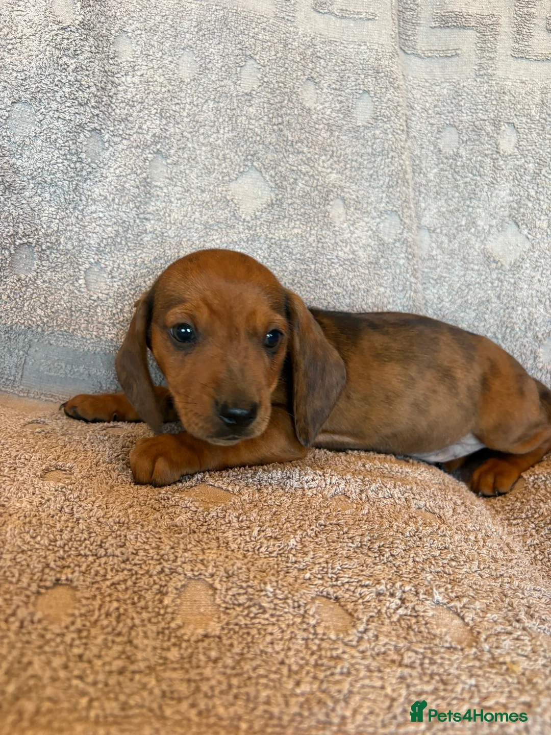 Dachshund dogs for sale: 4 adorable dachshund pups 3 boys 1 girl  - Advert 9