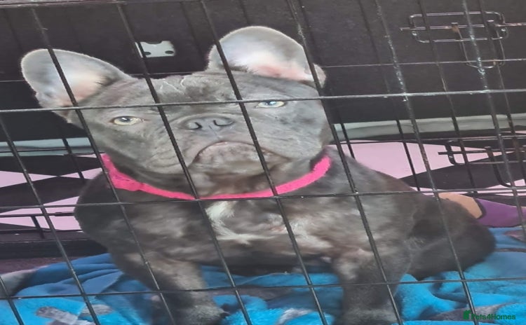 French Bulldog dogs - Advert 1