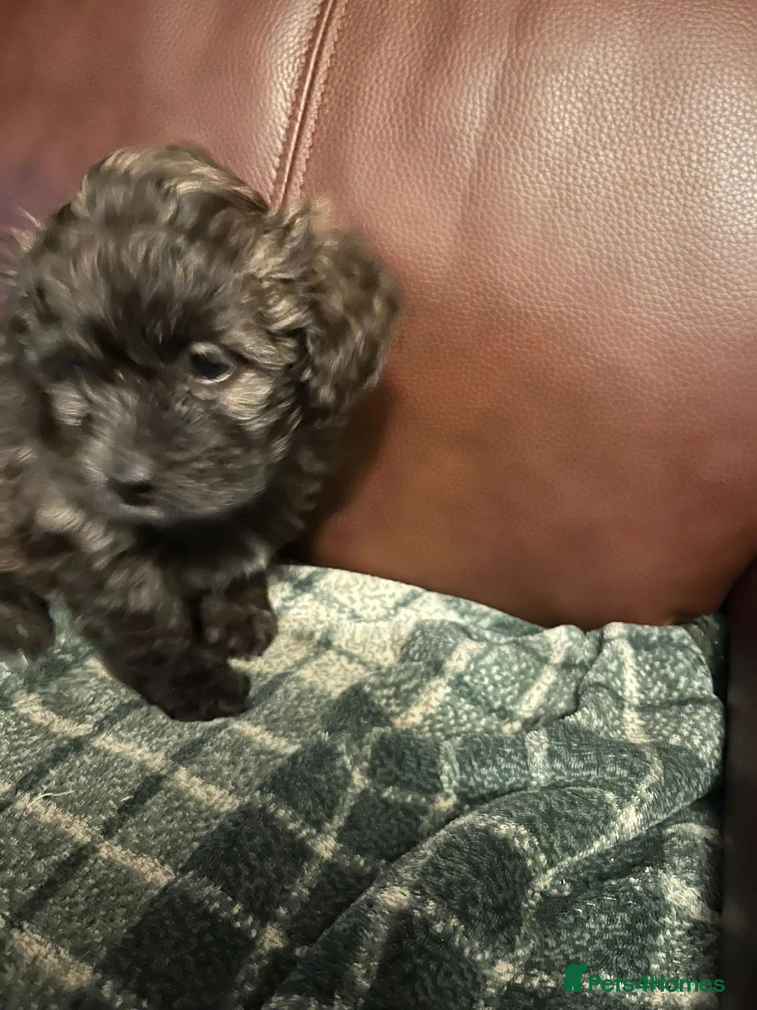 Shihpoo dogs for sale: Shihpoo puppies  - Advert 5
