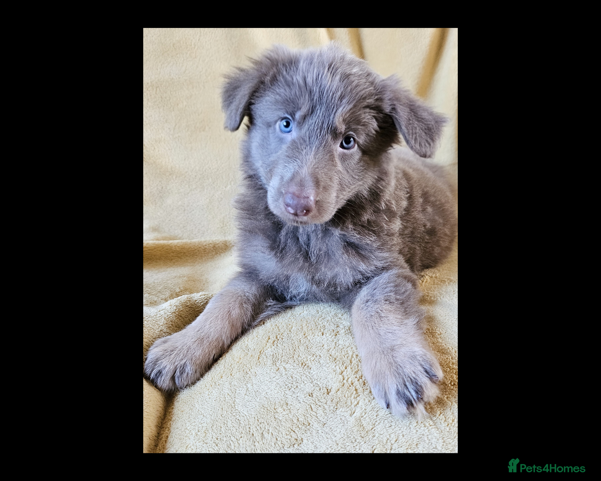 German Shepherd dogs 💠1 izzy female KC reg straight back GSP's💠 - Advert 1