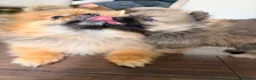 Pomeranian dogs for sale: Reduced price, last baby boy available - Advert 17