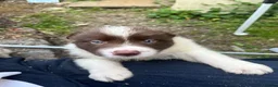 Border Collie dogs for sale: ISDS/KC Border Collie puppies for sale  - Advert 27