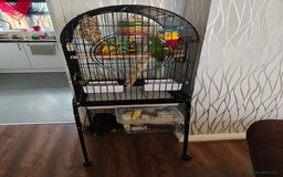 Ringnecks birds for sale: Ringneck parrot plus large cage - Image 5