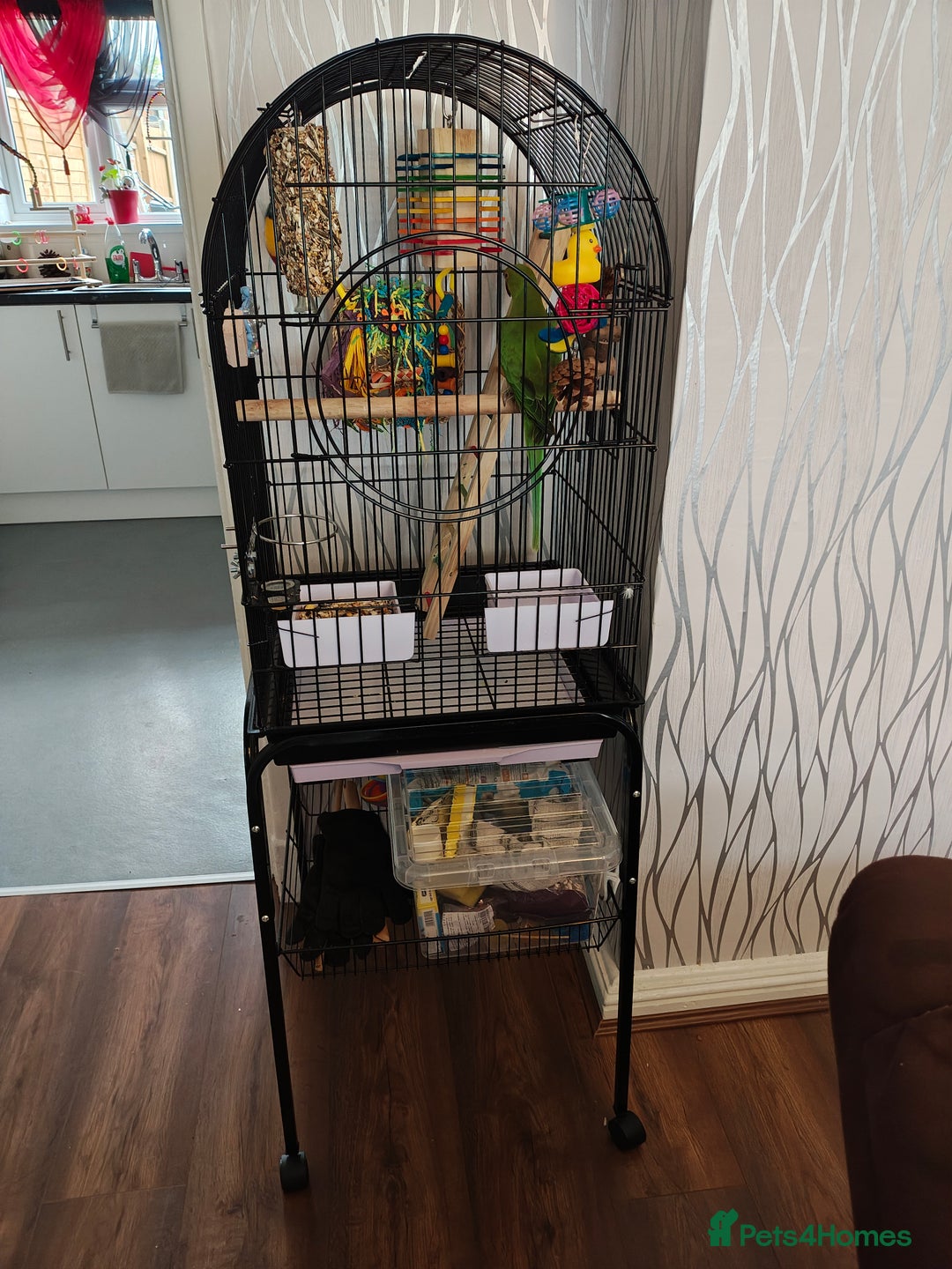 Ringnecks birds for sale: Ringneck parrot plus large cage - Image 5