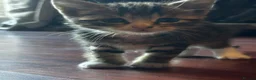 Mixed Breed cats for sale: 5 beauties  in Southampton - Advert 2
