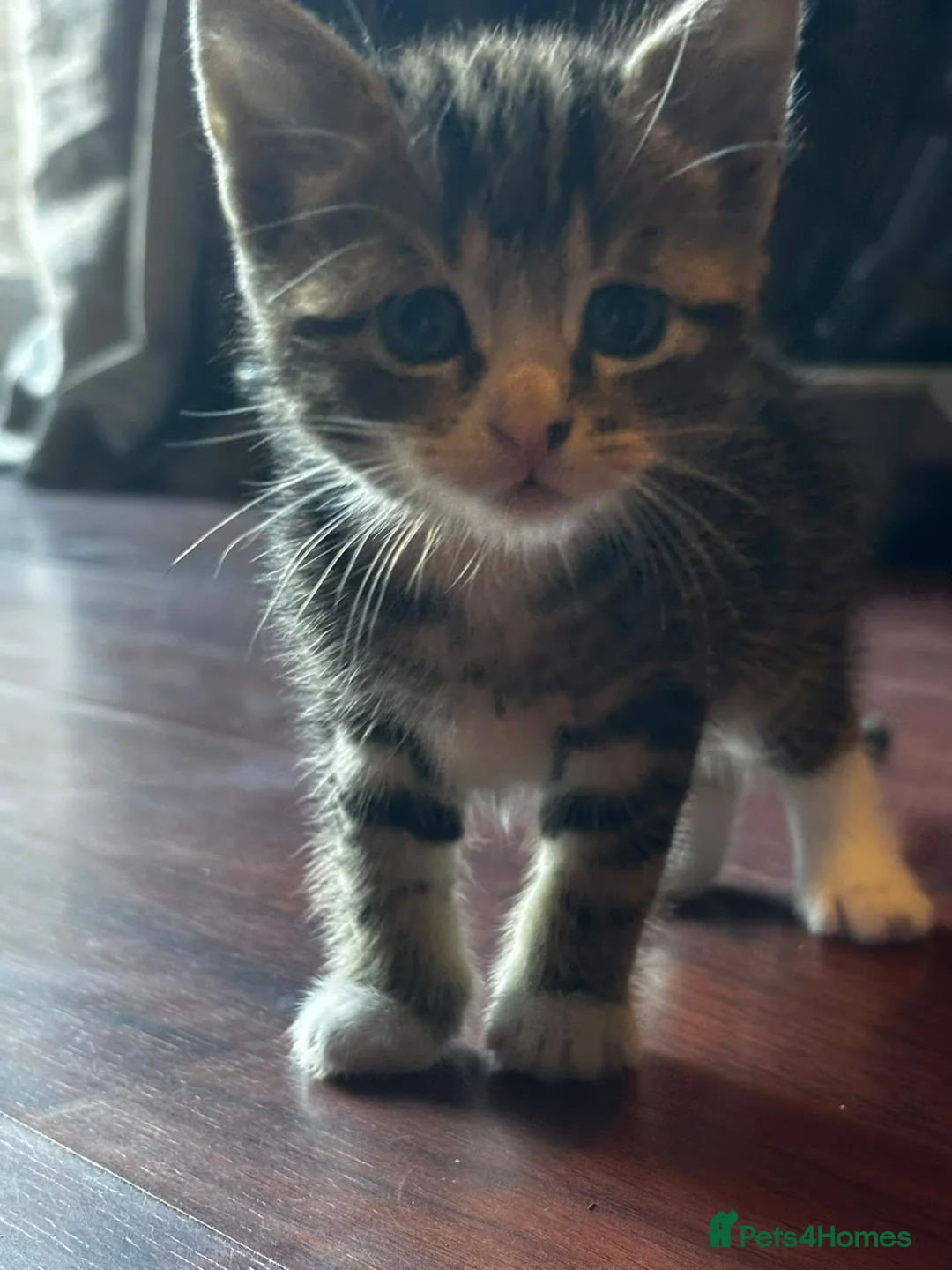 Mixed Breed cats for sale: 5 beauties  in Southampton - Advert 2