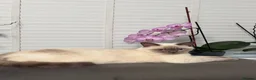 British Shorthair cats for sale: British Shorthair and Scottish Fold  - Advert 7