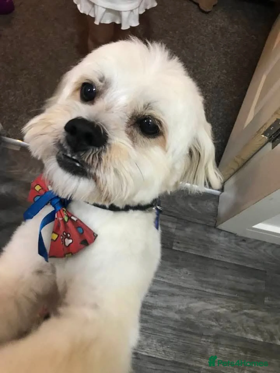 Shihpoo dogs for stud: Shipoo for stud in Cannock - Advert 2