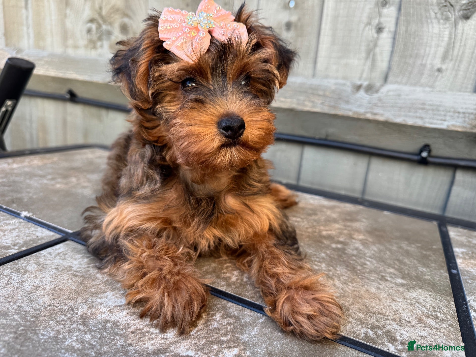 Yorkiepoo dogs Yorkiepoo REDUCED  - Advert 1