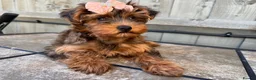 Yorkiepoo dogs for sale: Yorkiepoo  - Advert 1