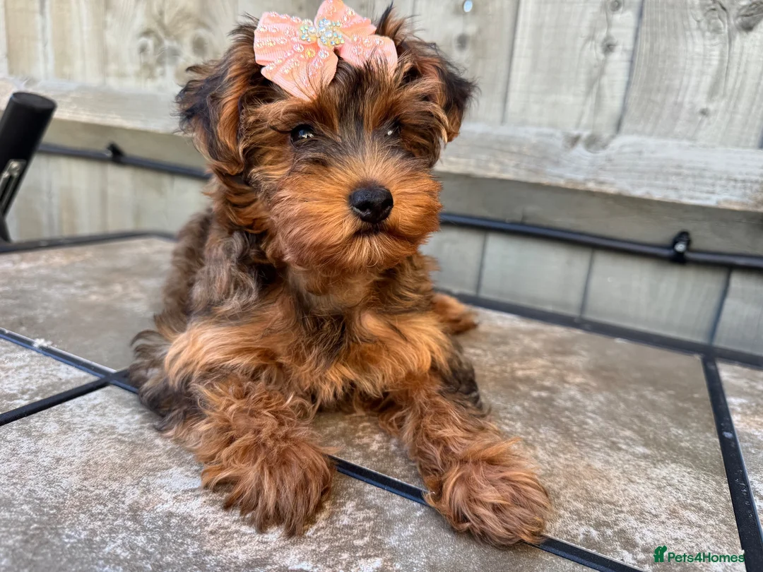 Yorkiepoo dogs for sale: Yorkiepoo  - Advert 1