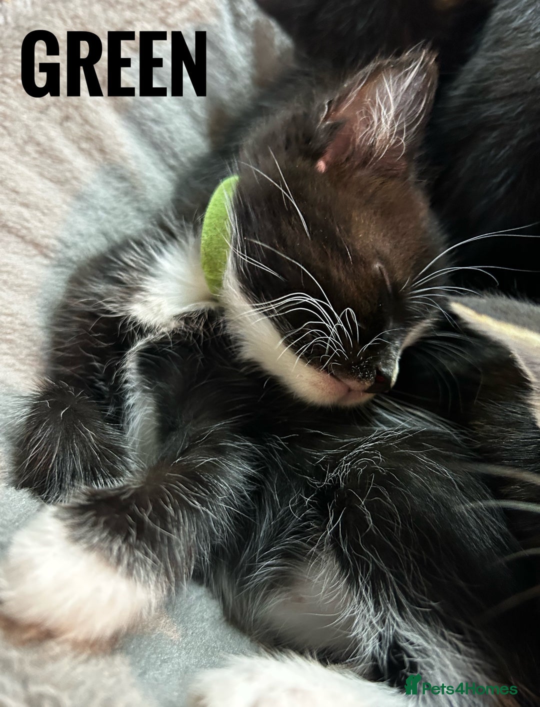 Mixed Breed cats for sale: Kittens for sale - 5 - Mixed breed - Advert 16