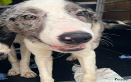 Border Collie dogs for sale: 7 Gorgeous Border Collie Pups - Image 9