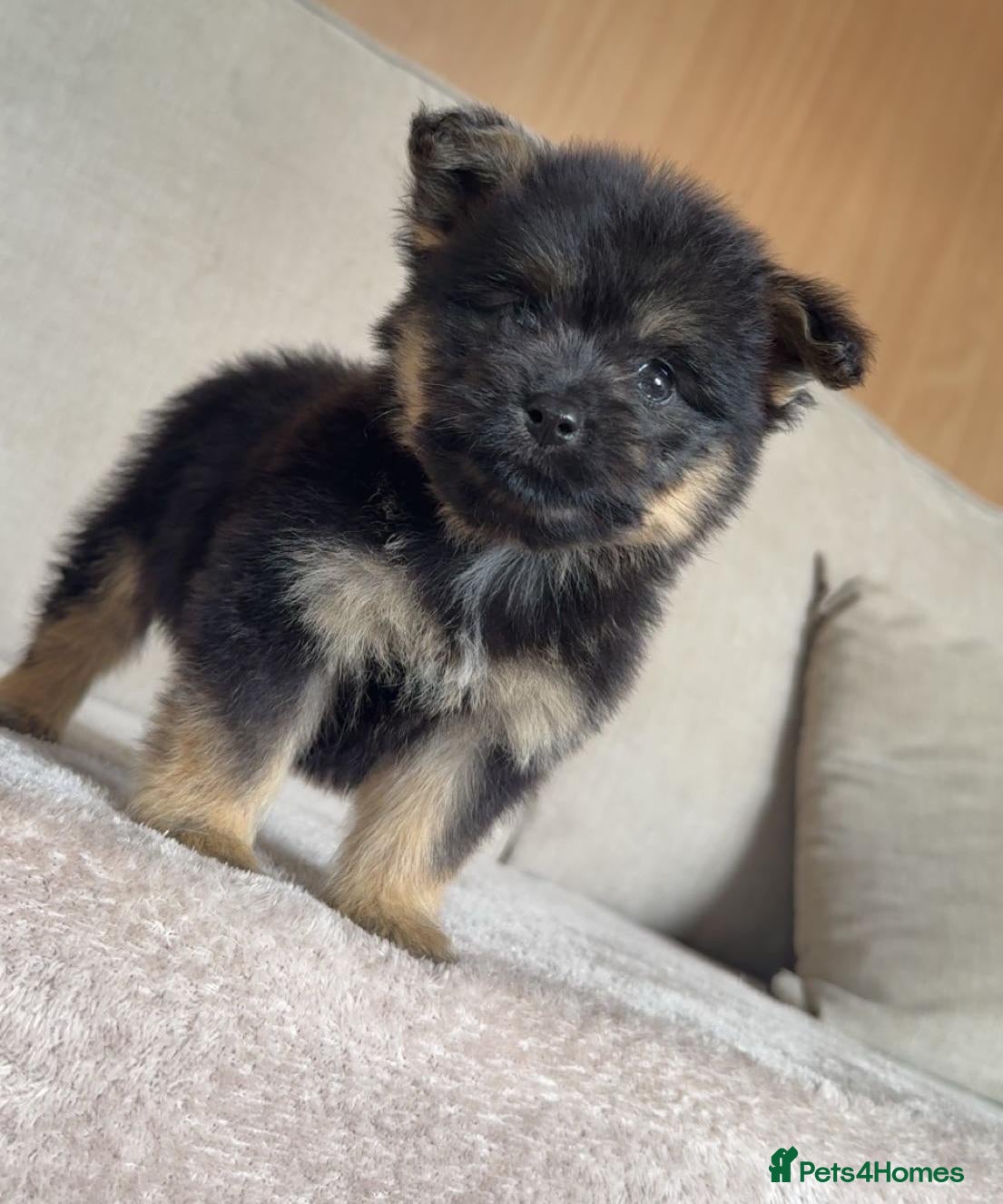 Mixed Breed dogs Yorkie pom puppies  - Advert 2