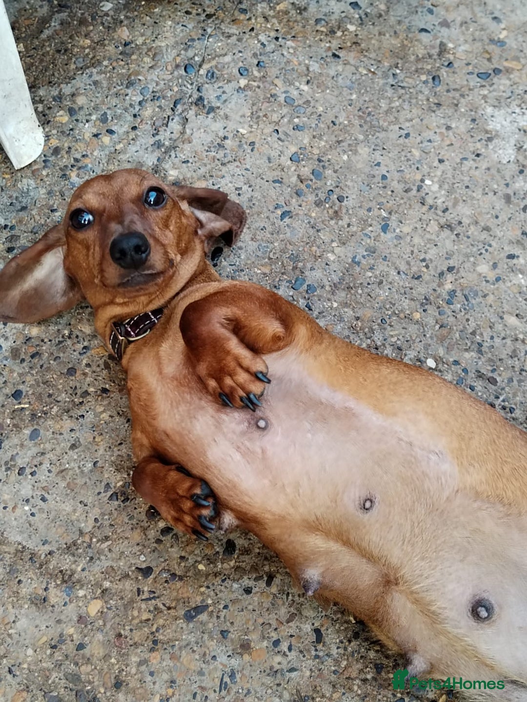 Mixed Breed dogs for sale: pups for sale - Image 6