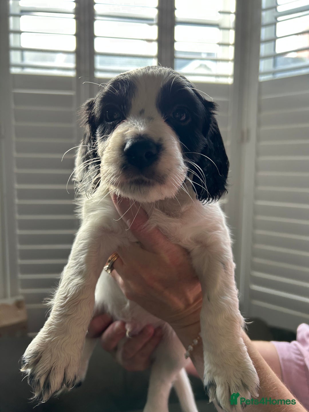 Sprocker dogs for sale: Sprocker puppies - Advert 20