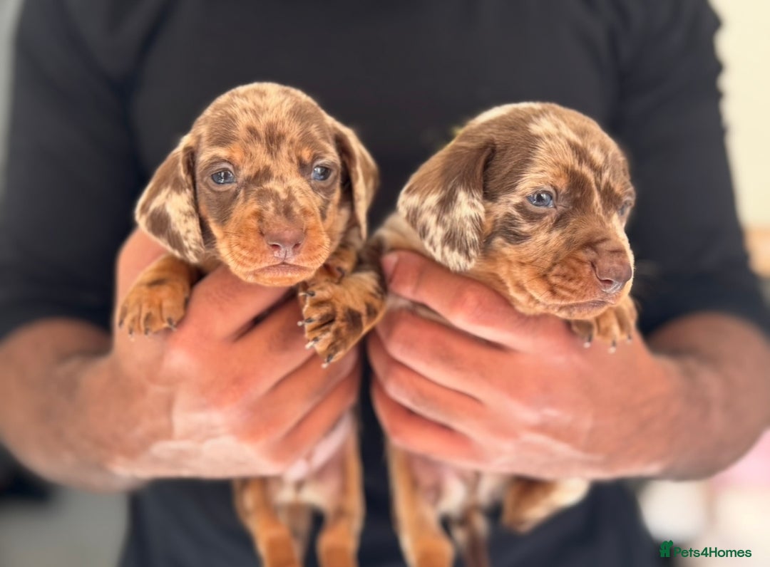 Miniature Dachshund dogs for sale: ‼️‼️Miniature Dachshund Puppies ‼️‼️ - Advert 7