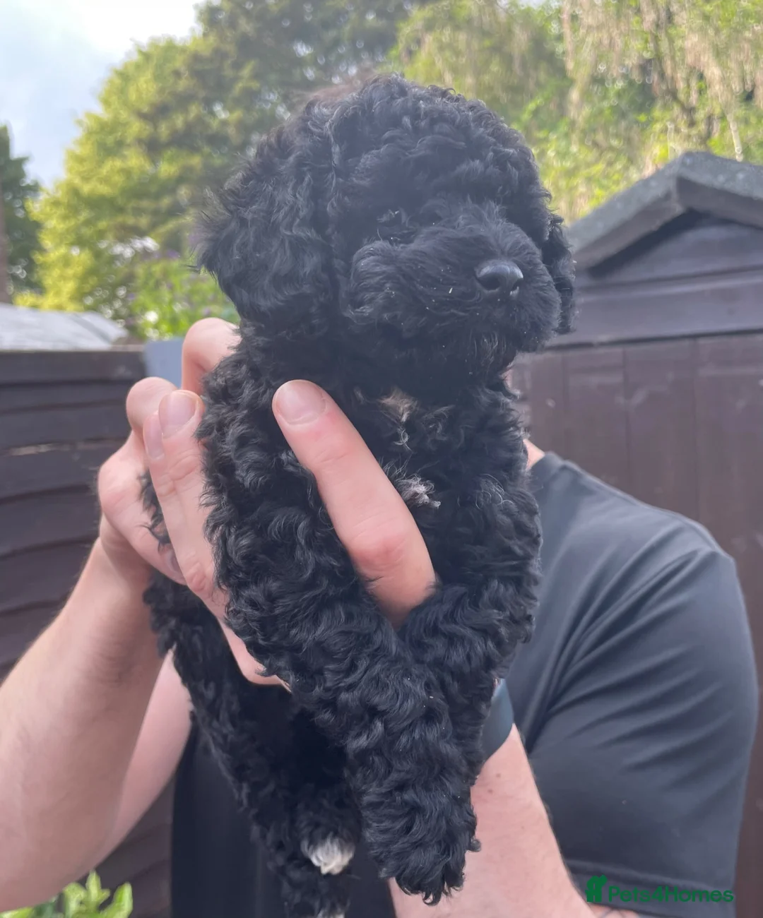 Poochon dogs for sale: Beautiful Poochon puppies for sale - Advert 2