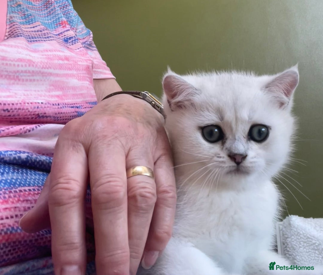 British Shorthair cats for sale: BSH BLACK TIPPED KITTENS GCCF REGISTERED  - Image 7