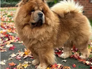 Chow Chow dogs Kennel club registered chow chow - Advert 2