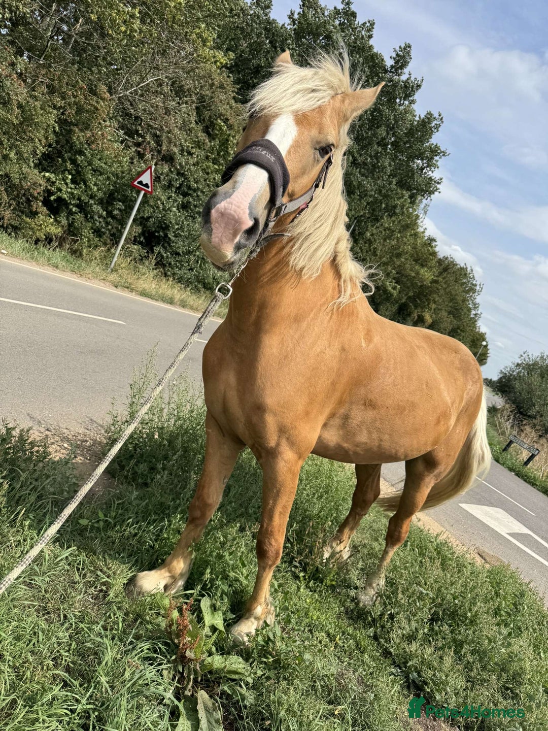 Irish Draught horses for sale: Irish draught xWelsh cob. open to SENSIBLE offers. - Image 3