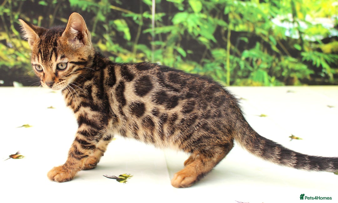 Bengal cats for sale: CUTE SNOW & BROWN BENGAL KITTENS (TICA REG) - Image 8