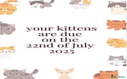 British Shorthair cats for sale: Amazing BSH kittens. READY TO GO!!! - Image 31