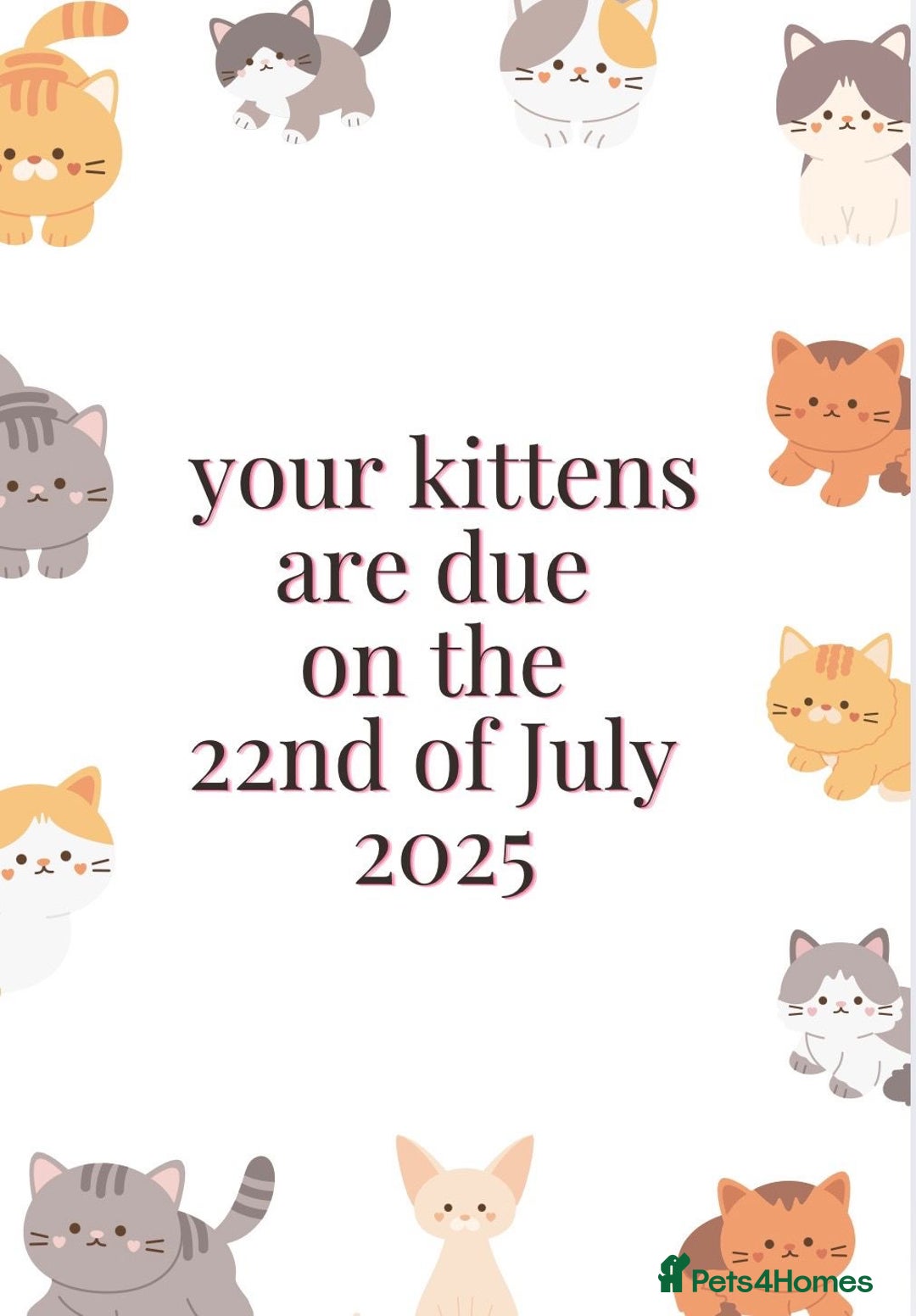 British Shorthair cats for sale: Amazing BSH kittens. READY TO GO!!! - Image 31