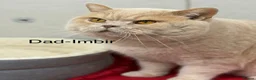 British Shorthair cats for sale: British Shorthair kittens, registered  - Advert 17