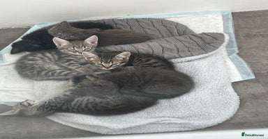 Mixed Breed cats - Advert 16