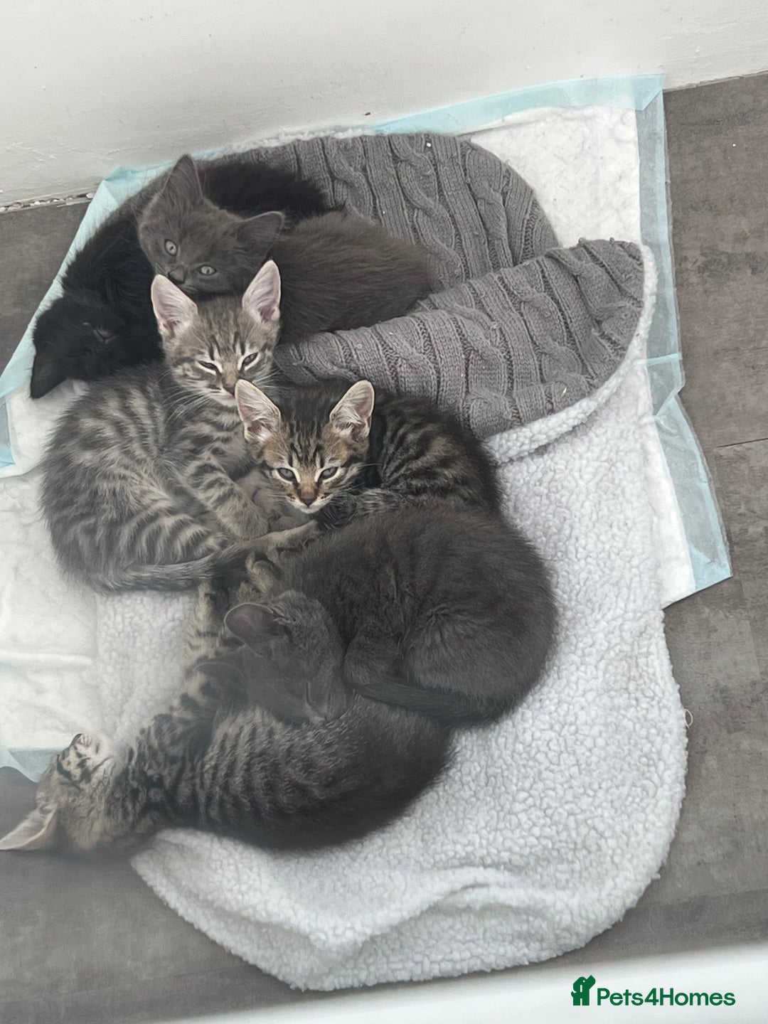 Mixed Breed cats for sale: Kittens for sale - Image 2
