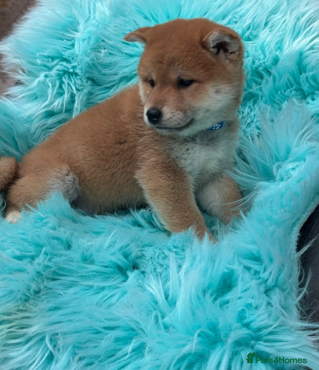 Japanese Shiba Inu dogs for sale: Kc registered Shiba Inu puppies  - Advert 13